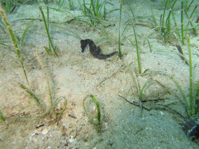 erman dive